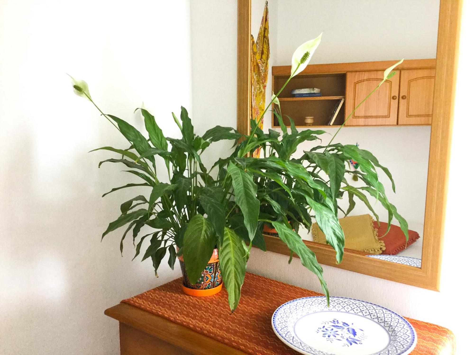 Apartament Casa De Amig@S En Santa Cruz De La Palma Santa Cruz de la Palma  Zewnętrze zdjęcie